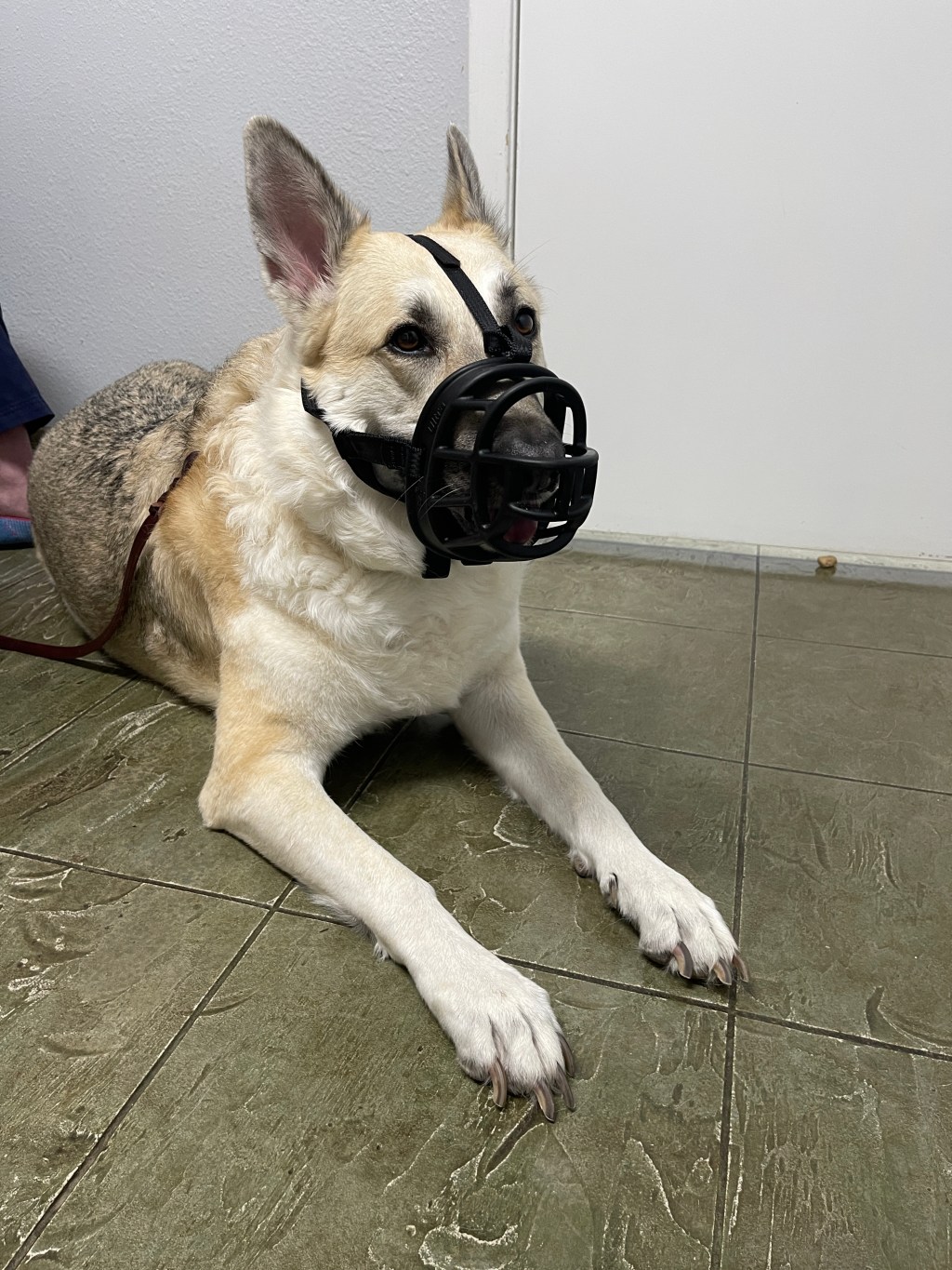 Not a happy&nbsp;Sausage