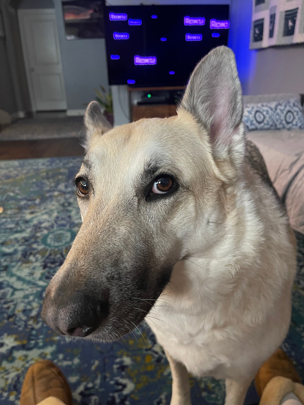 I think it’s time for a&nbsp;chew