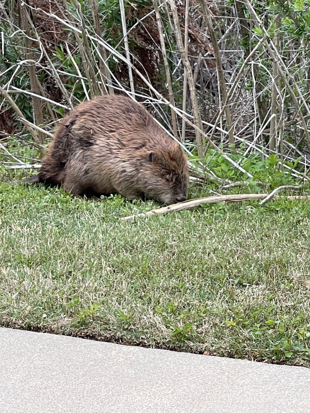 More beaver and a whale&nbsp;tail