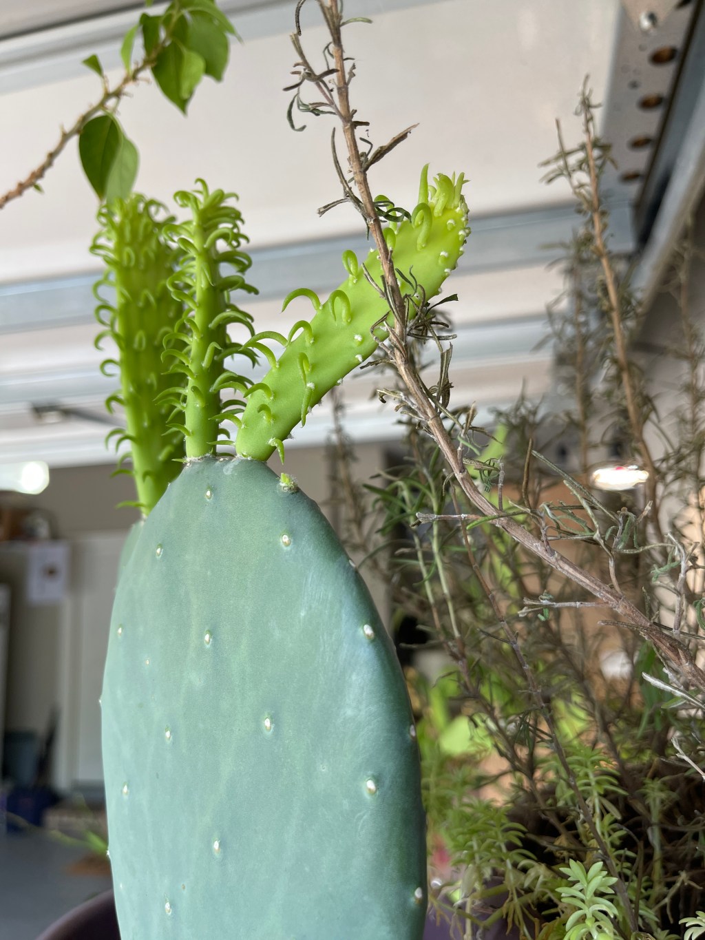 Morning dog walk – and more&nbsp;packing