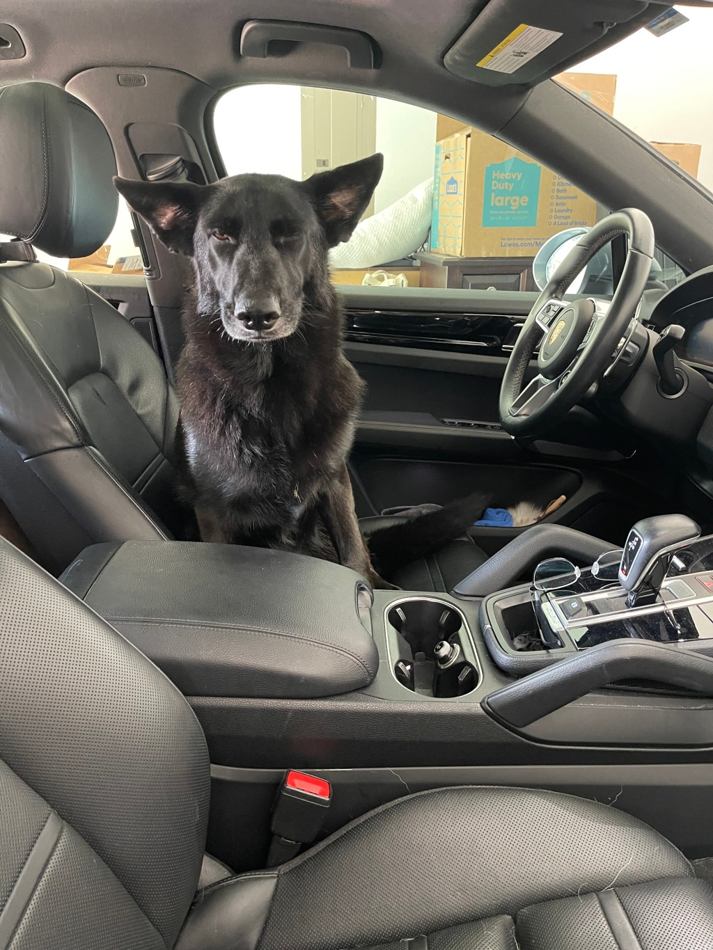 Adventures with the hairless&nbsp;one