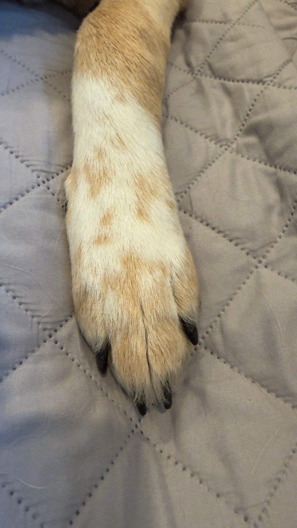 The dog days of&nbsp;February