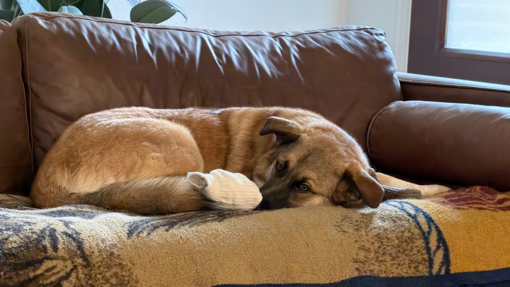 Adding ACARS to My ADS-B Flight Tracker: A Deep Dive into Aircraft Data&nbsp;Integration