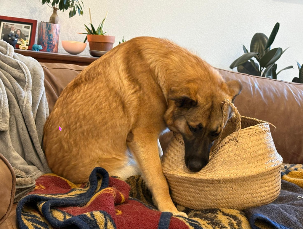 Pepper and Sage: Sisters in Mischief and Love