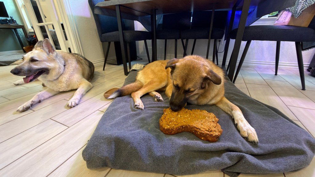 Pepper’s First Birthday